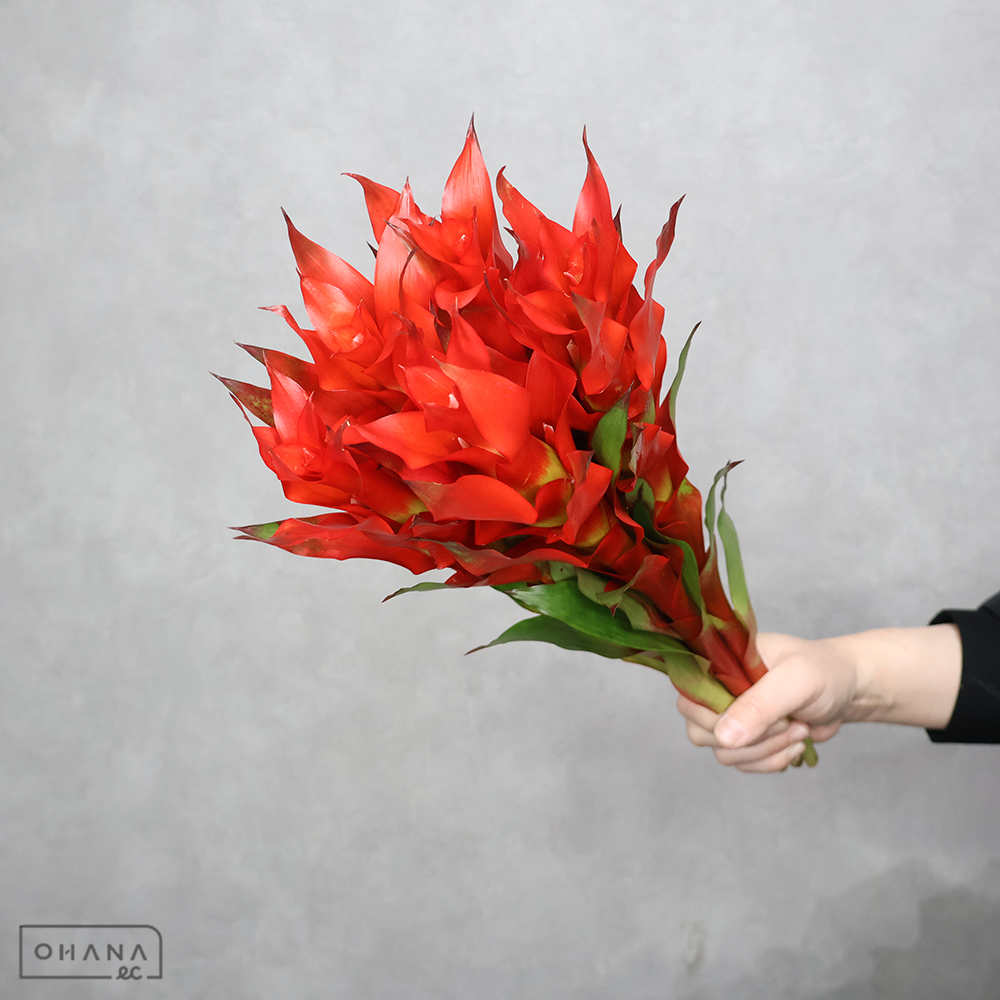 グズマニア　フィエスタ　 40cm ※5本束