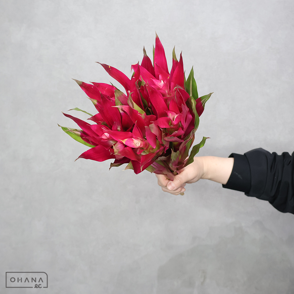 グズマニア　パープルスター　 35cm ※5本束