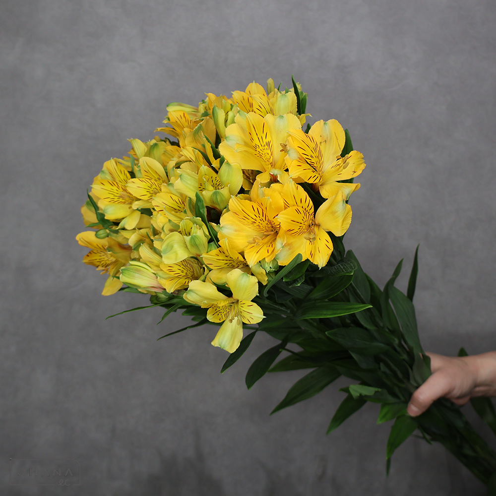 アルストロメーリア　ゴールド　秀 80cm ■発送時は75cm以下にカット