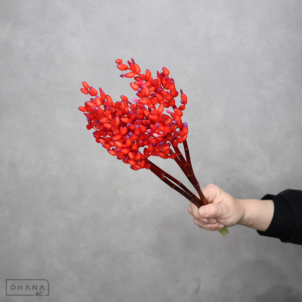 アナナス　エクメア レッドベリー ※5本束　 35cm