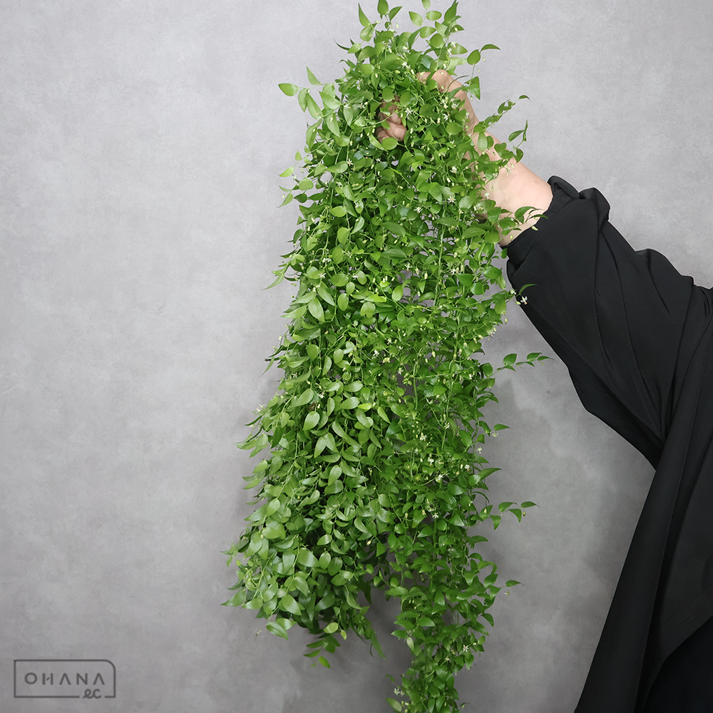 スマイラックス 花付き  150cm