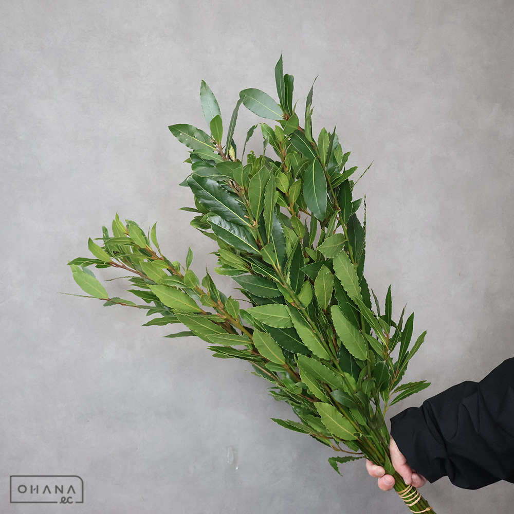 月桂樹　 秀5-70cm