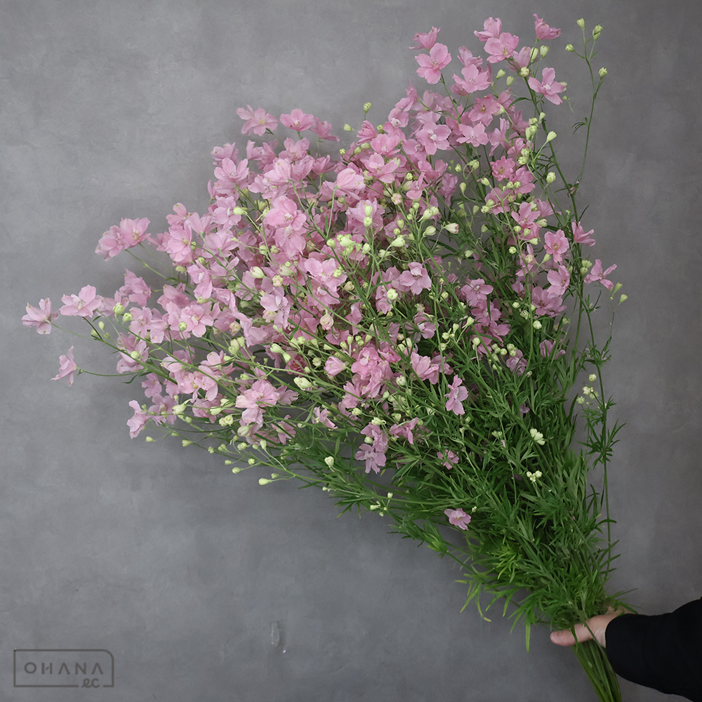 デルフィニウム　シネンシス　ＳＰさくら乙女 2L80-90cm ■発送時は75cm以下にカット