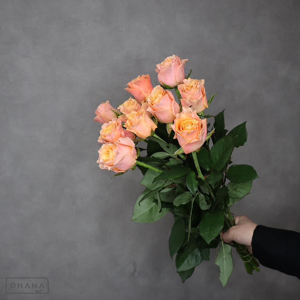 バラ　カルピィディーム 50cm