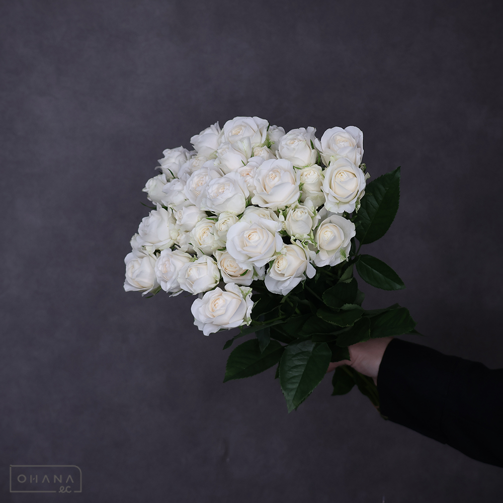 スプレーバラ　バンビーナホワイト 秀40cm