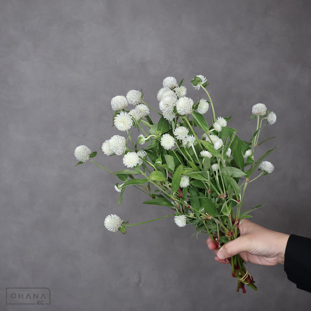 千日紅  ホワイト  SPタイプ 秀L