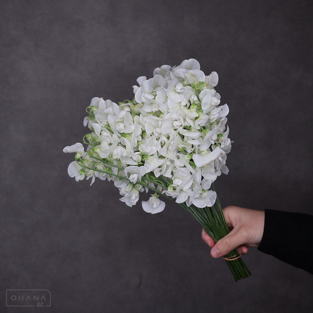 宿根スイートピー　ホワイト　※花のみ 特2L