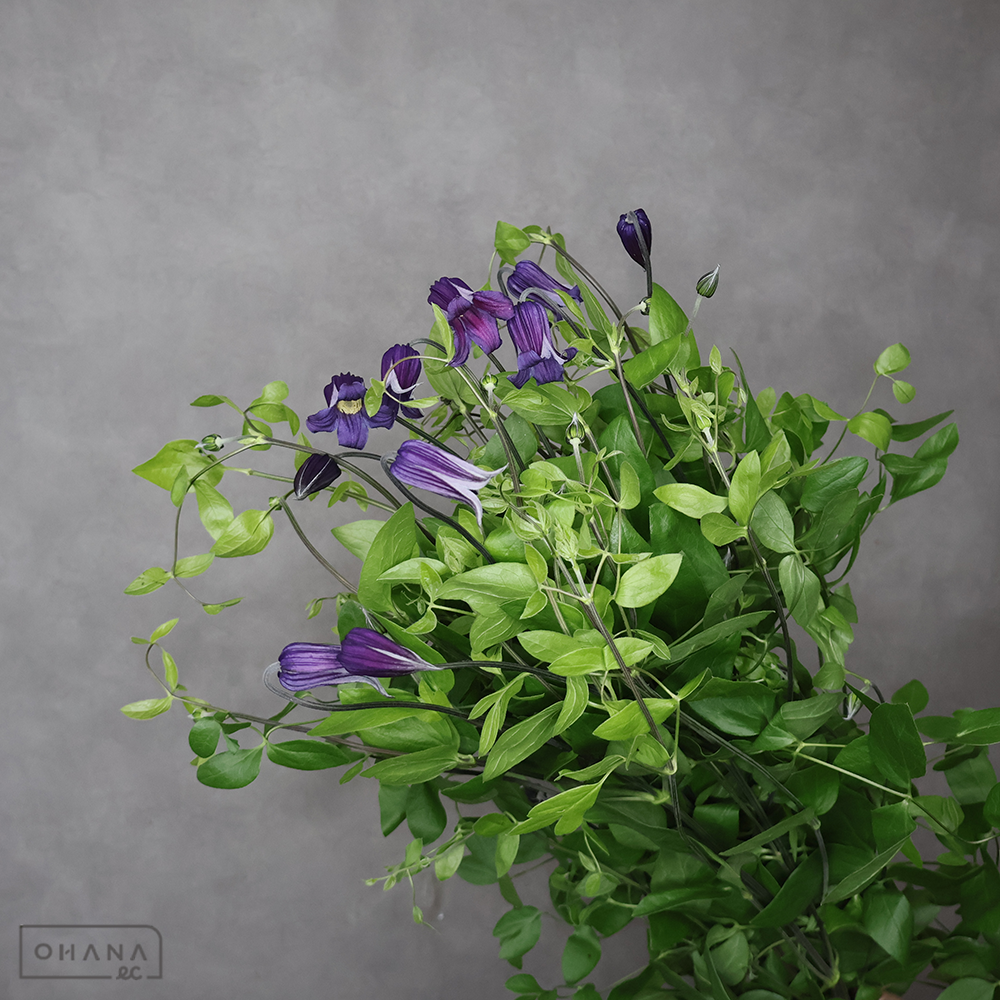 ベルテッセン　ロウグチ 秀70cm