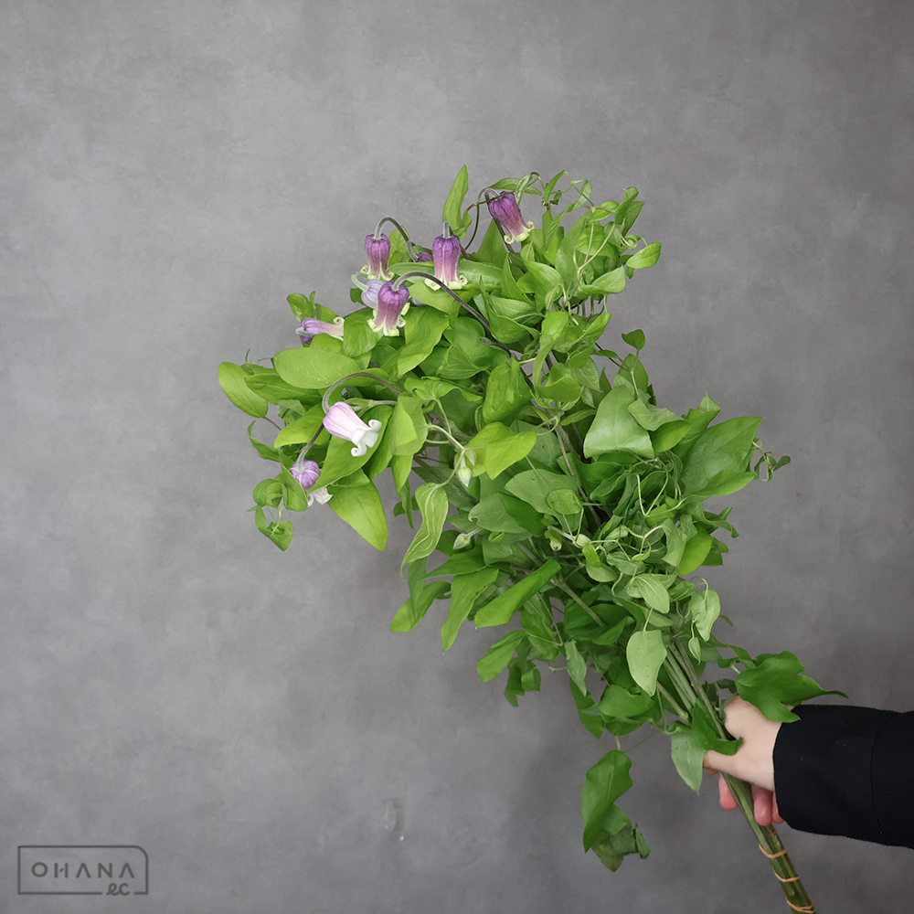 ベルテッセン　あやめの君 秀60cm