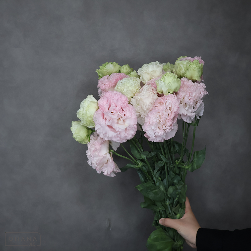 トルコキキョウ　Ｎ２　マーモピンク 2L ※6本束