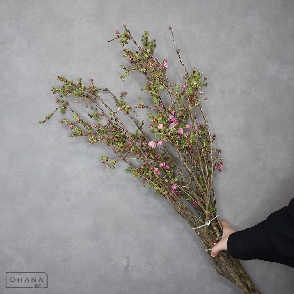 サクラ　松月 八重桜 ※5本束 100cm ■発送時は90cm以下にカット（横箱配送）