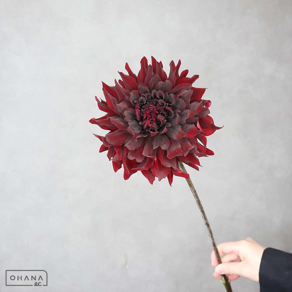 ダリア　黒蝶  ※5本束