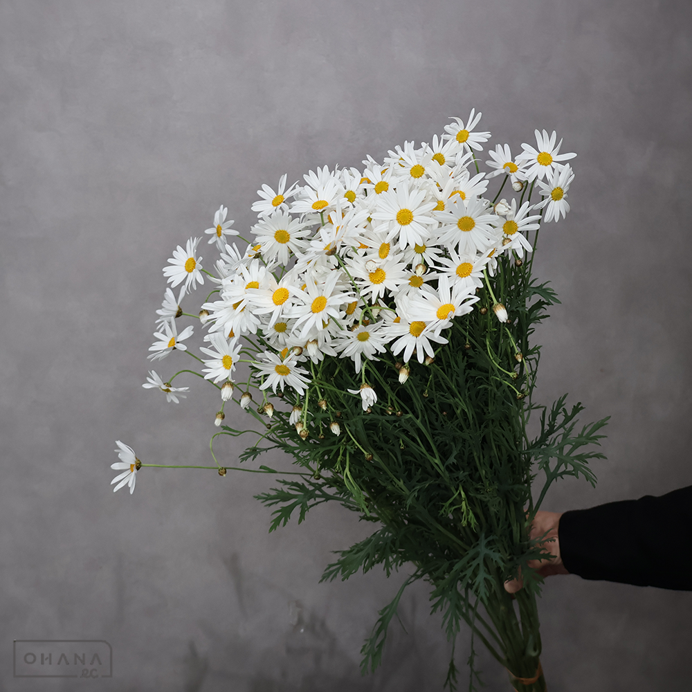 マーガレット 秀70cm