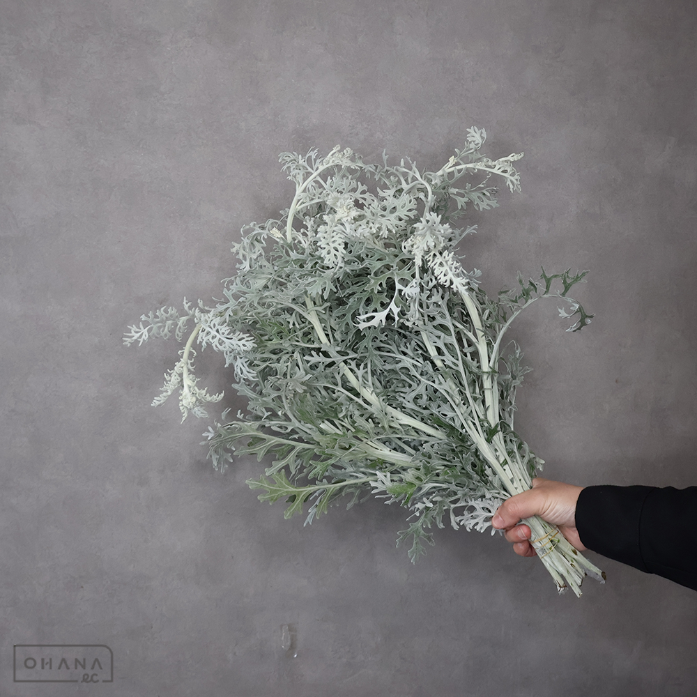 ダスティーミラー 秀40cm