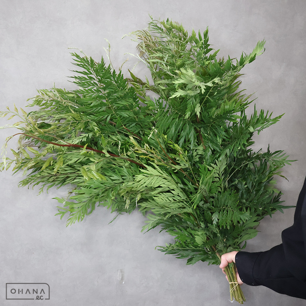 グレビレア ロブスター 秀70cm ※9本束