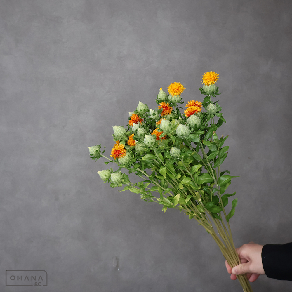 紅花 70cm  ※葉色悪い部分あり