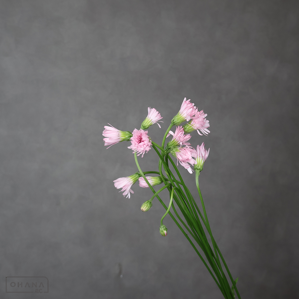 モモイロタンポポ 55cm