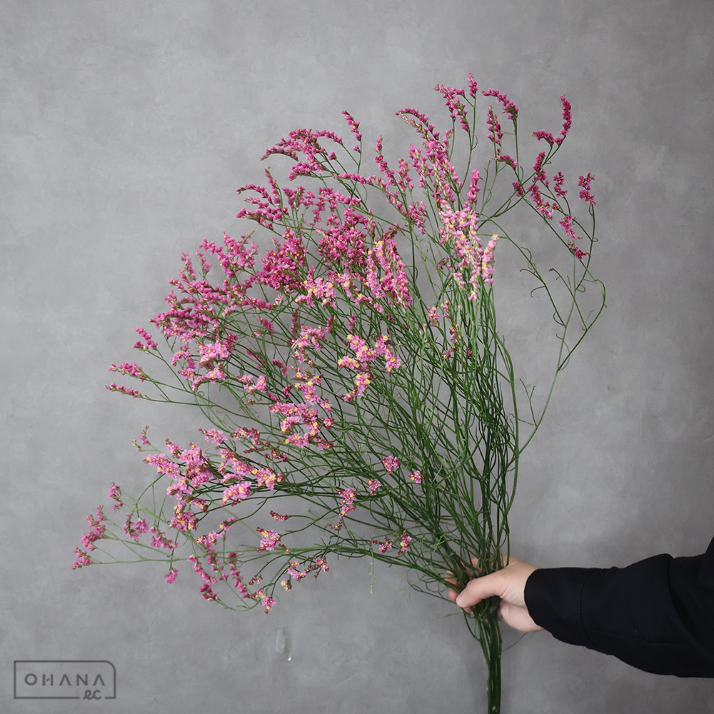 宿根スターチス キノラブリー 秀80cm　■発送時は75cm以下にカット