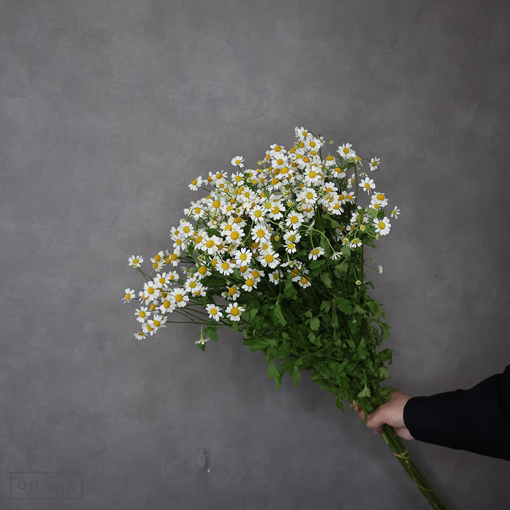 マトリカリア シングルベグモ 70cm  ※葉水下がり気味