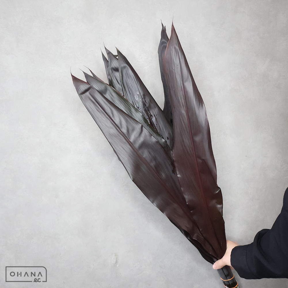 ドラセナ ブラックリーフコーディライン 80cm ■発送時は75cm以下にカット