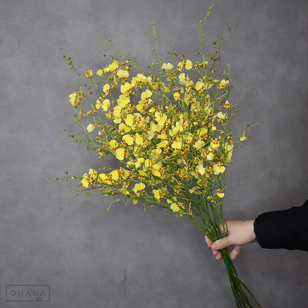 オンシジューム アデル 3L80cm ■発送時は75cm以下にカット