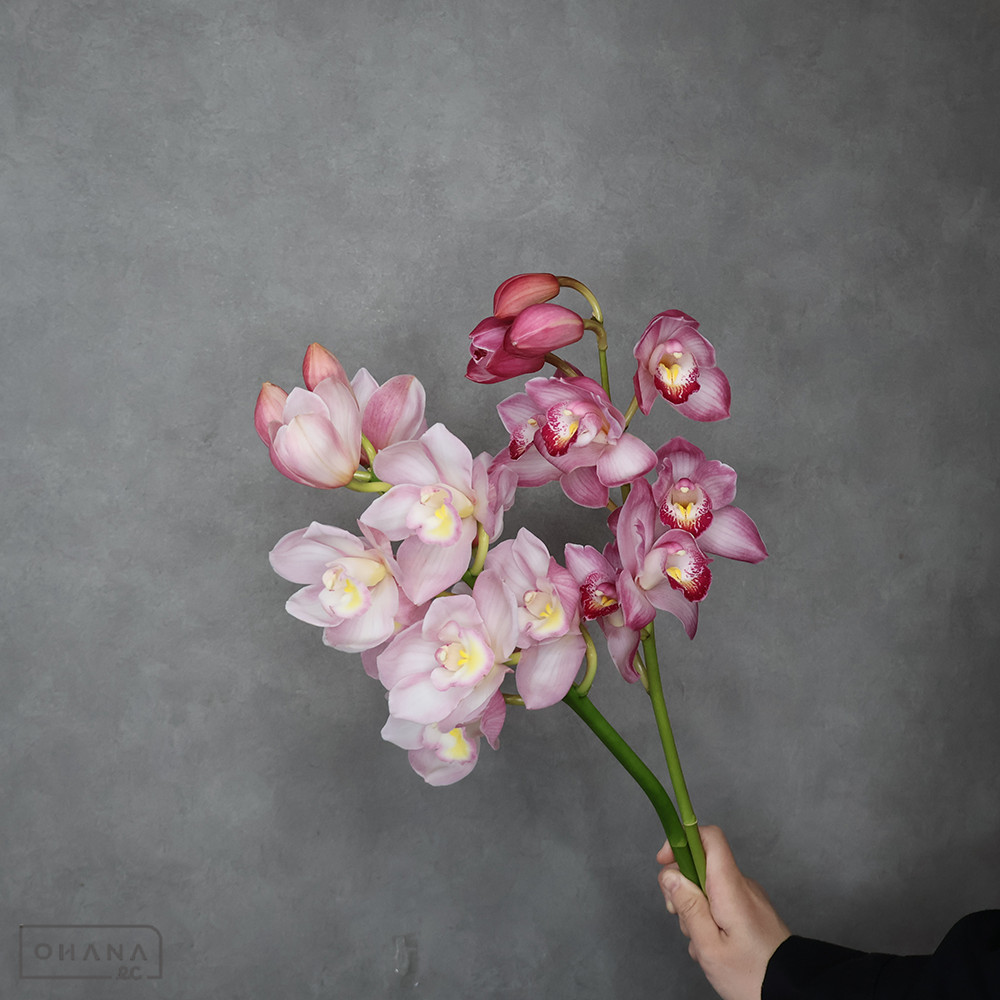 シンビジューム ピンク 秀80-70cm ■発送時は75cm以下にカット