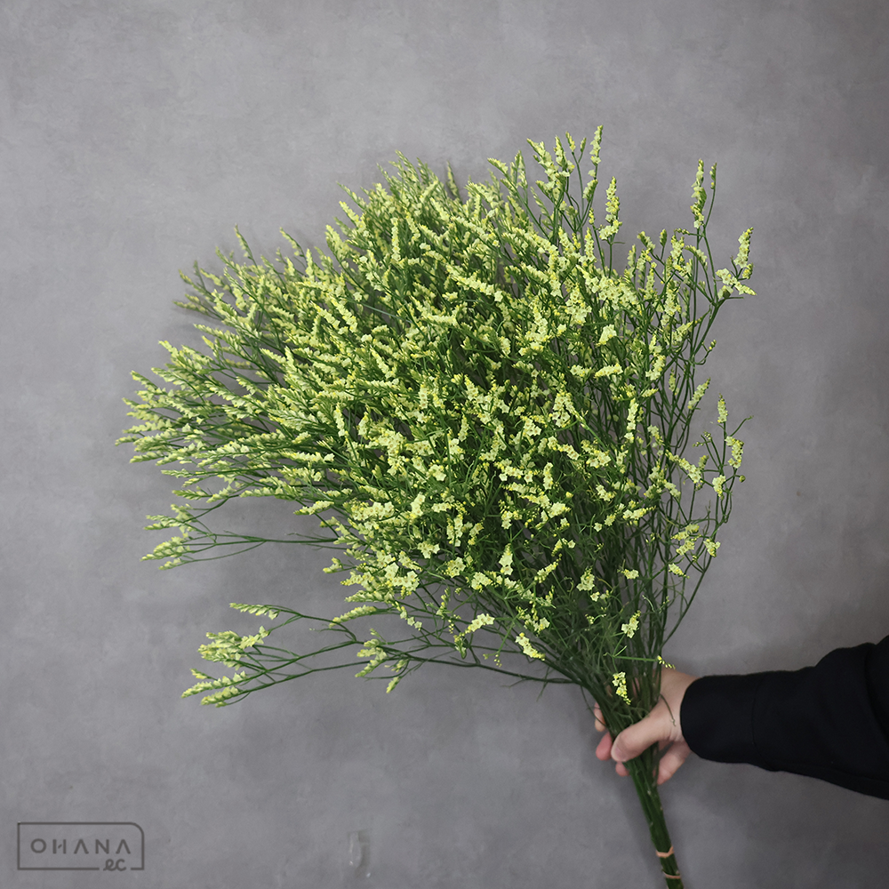 宿根スターチス キノルミナス 60cm