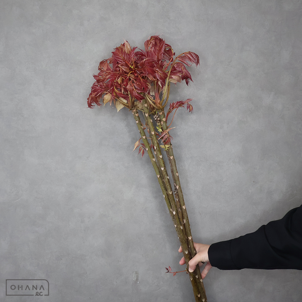 チャンチン フラミンゴ 秀90cm ※5本束■発送時は75cm以下にカット