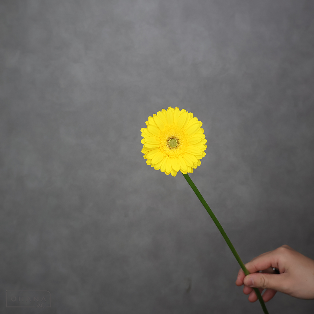 ガーベラ リモーネケーキ 秀2L ※20本束