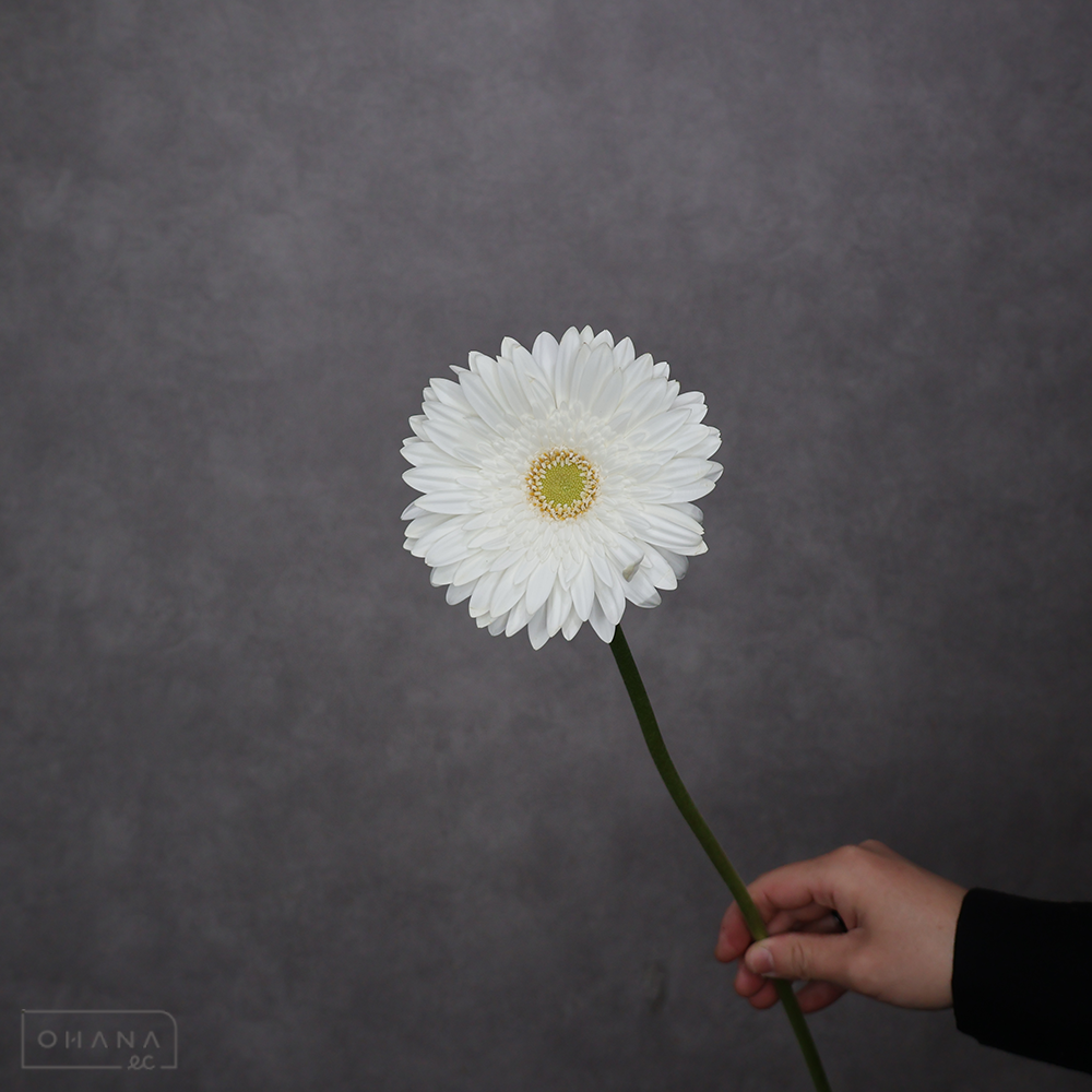 ガーベラ シルバースノー 秀2L 大輪