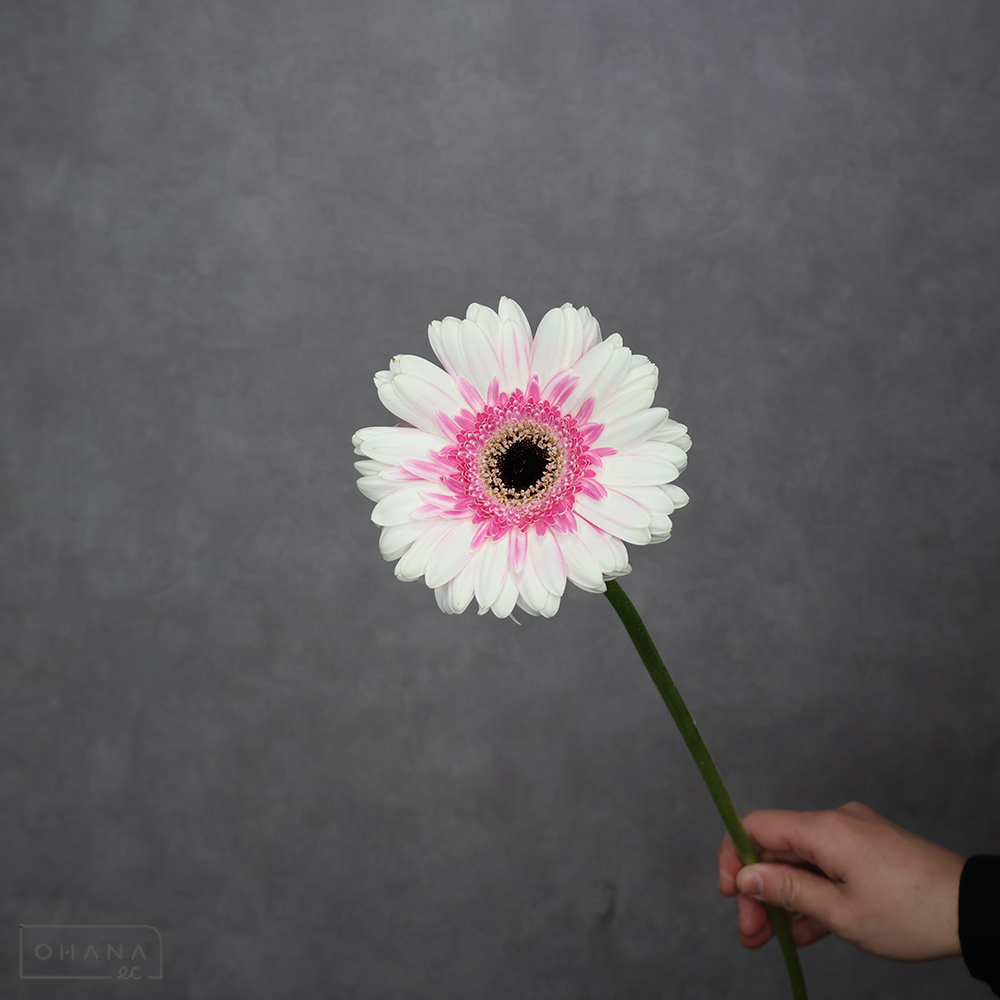 ガーベラ アーティスト 秀2L 大輪