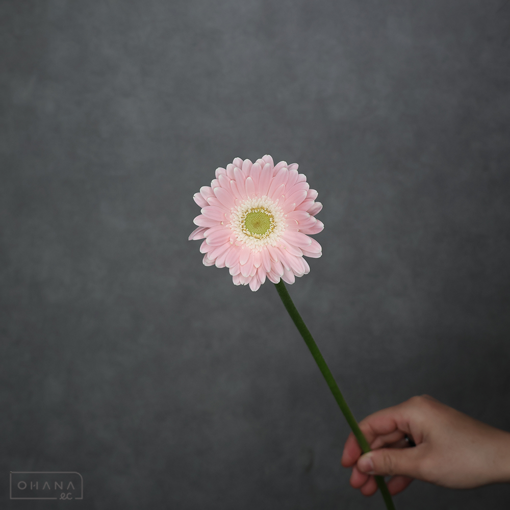 ガーベラ ネクタリンケーキ 秀2L ※20本束