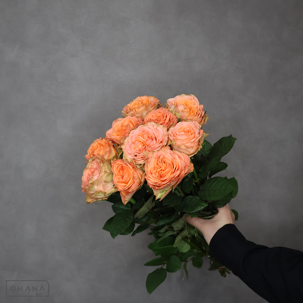 バラ カントリーホーム 秀50cm