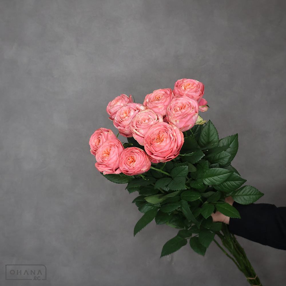 バラ ピンクラナンキュラ 秀70-60cm