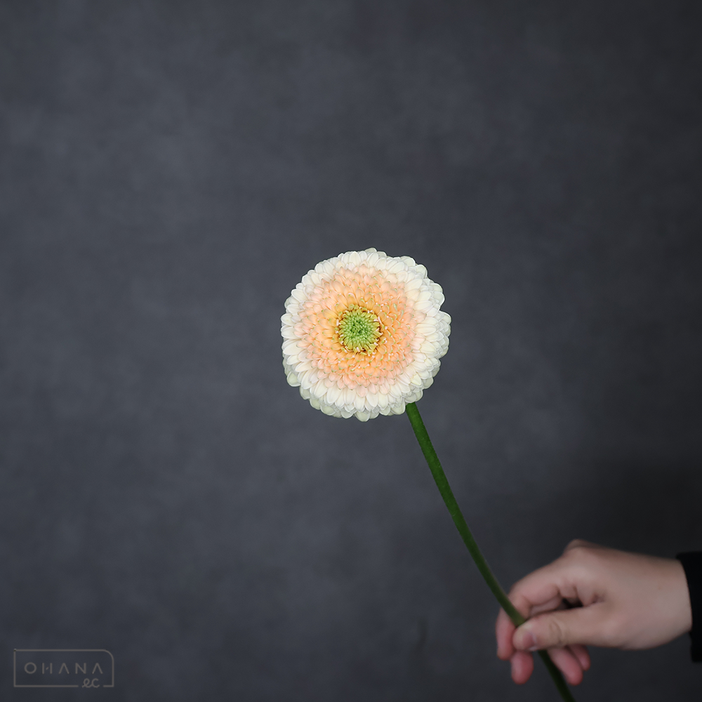 ガーベラ ボレロサターンサターン 秀