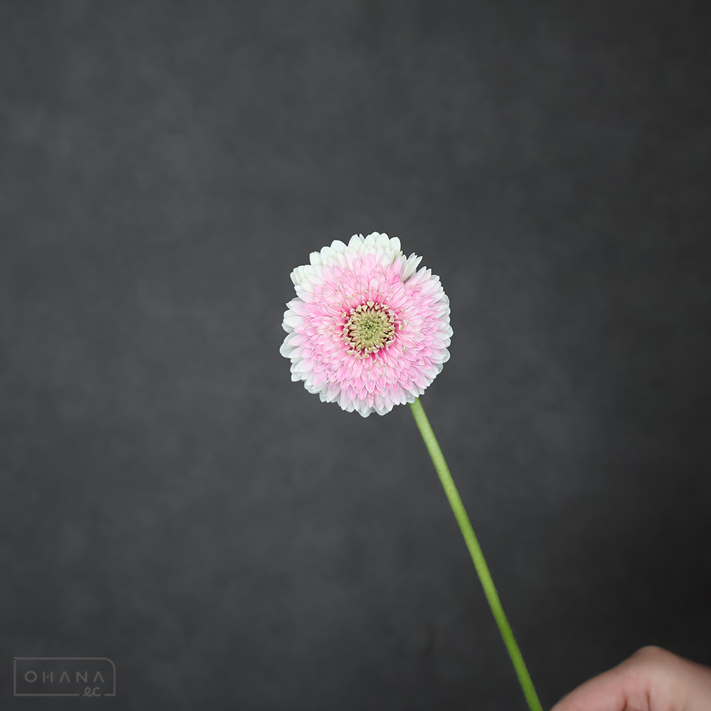 ガーベラ ボレロネプチューン 秀L ※15本束