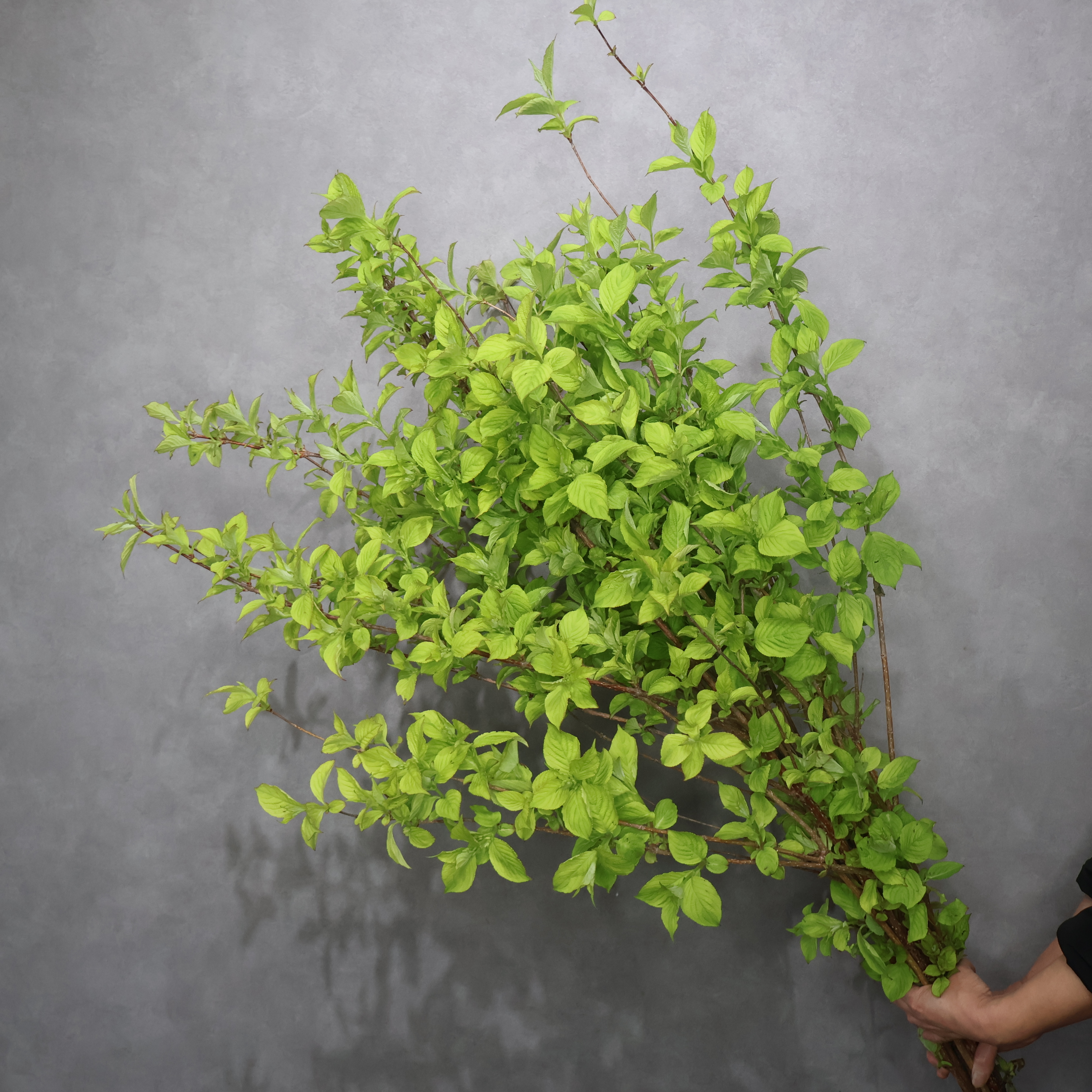 ウツギ 枝120cm ■発送時は90cm以下にカット（横箱配送）