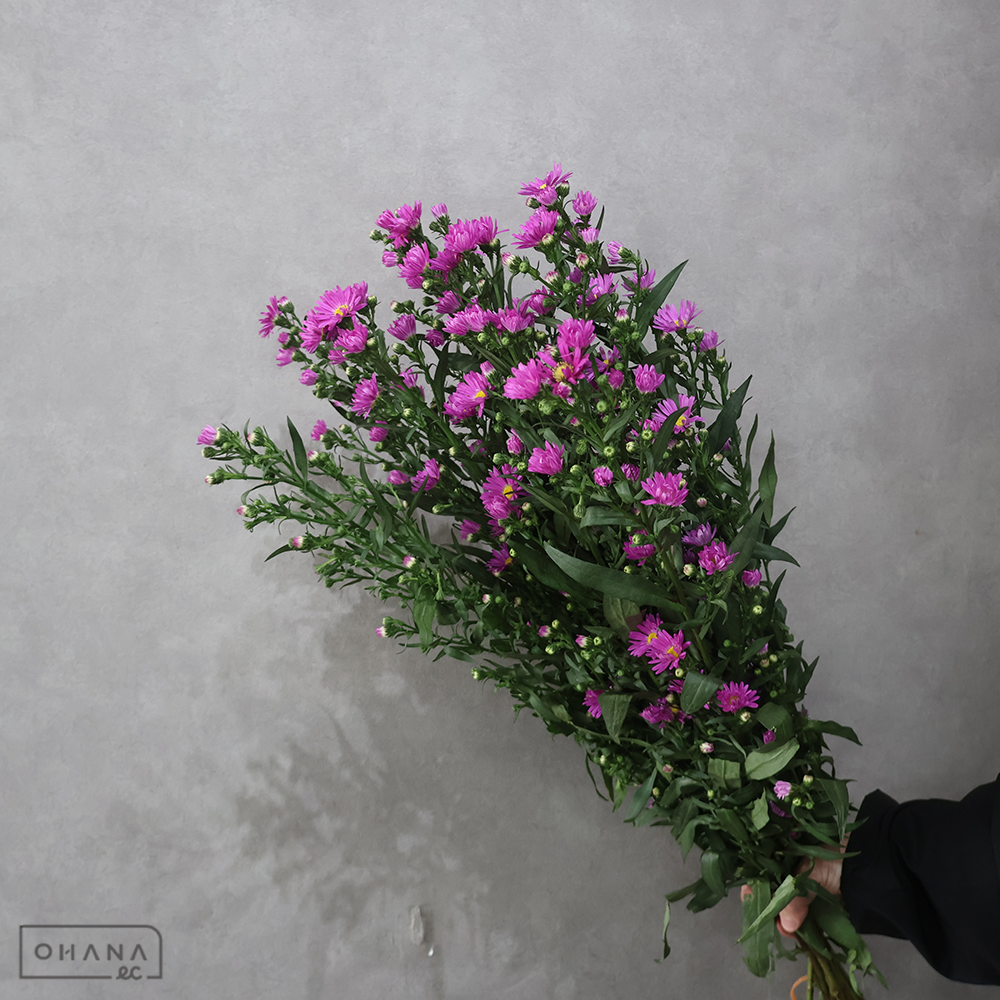 クジャクソウ　ローズクィーン　２Ｌ 70cm