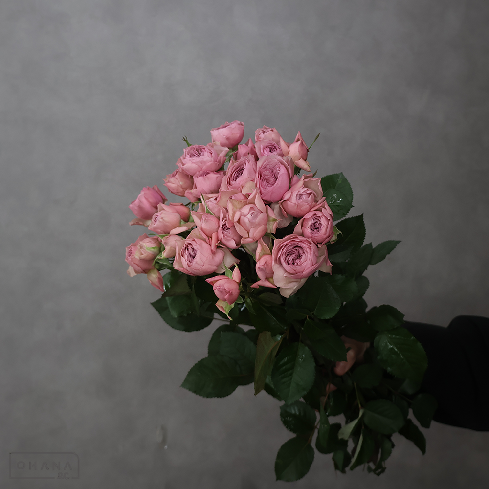 ＳＰばら　モーブティアラ　50cm※15本束