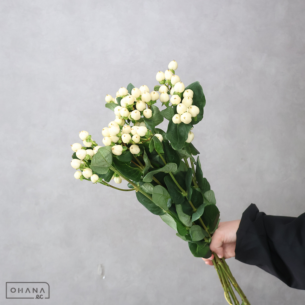 ヒペリカム　クールロマンス