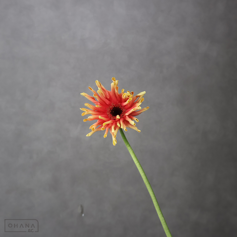 ガーベラ　レベルタイフーン ※5本束　特級 (大輪）