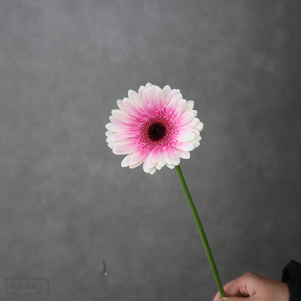 ガーベラ　リザンドラ ※5本束　特級 (大輪）