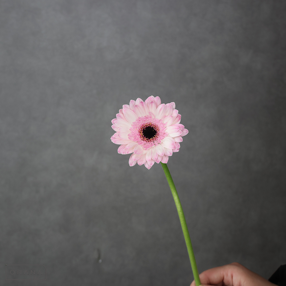 ガーベラ　マルディーニ　特級