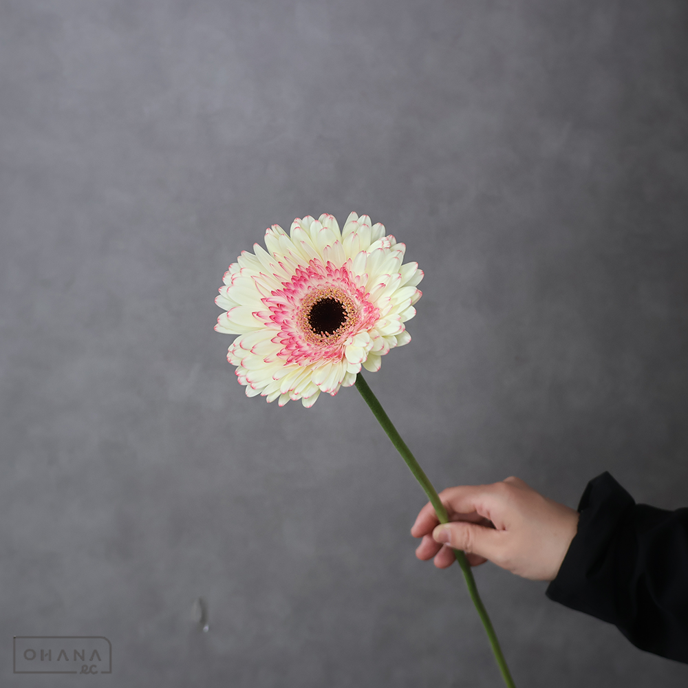 ガーベラ　マーベル ※5本束　特級 (大輪）