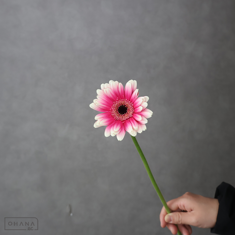 ガーベラ　フォーゼ　特級