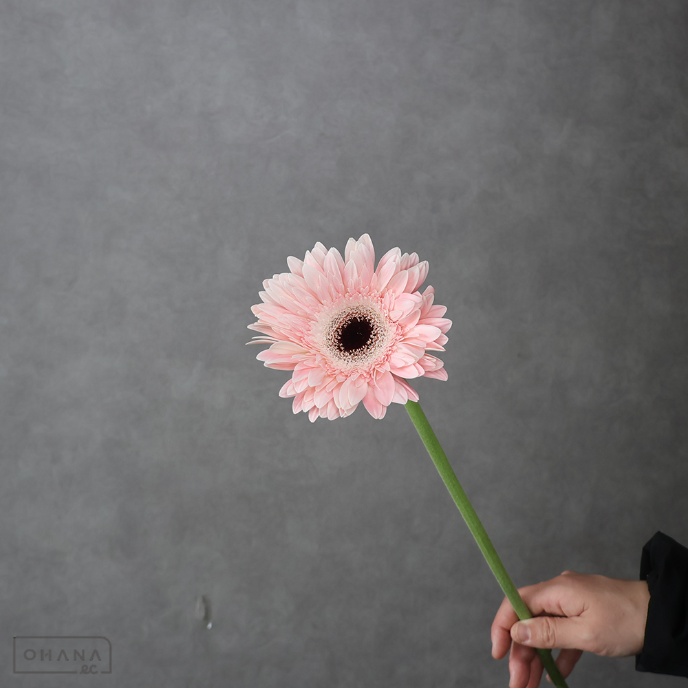 ガーベラ　ファビュラス ※5本束　特級 (大輪）