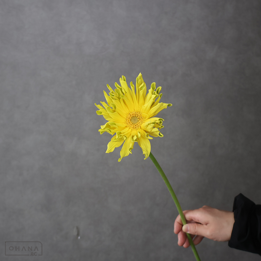 ガーベラ　パスタレモネード ※5本束　特級 (大輪）