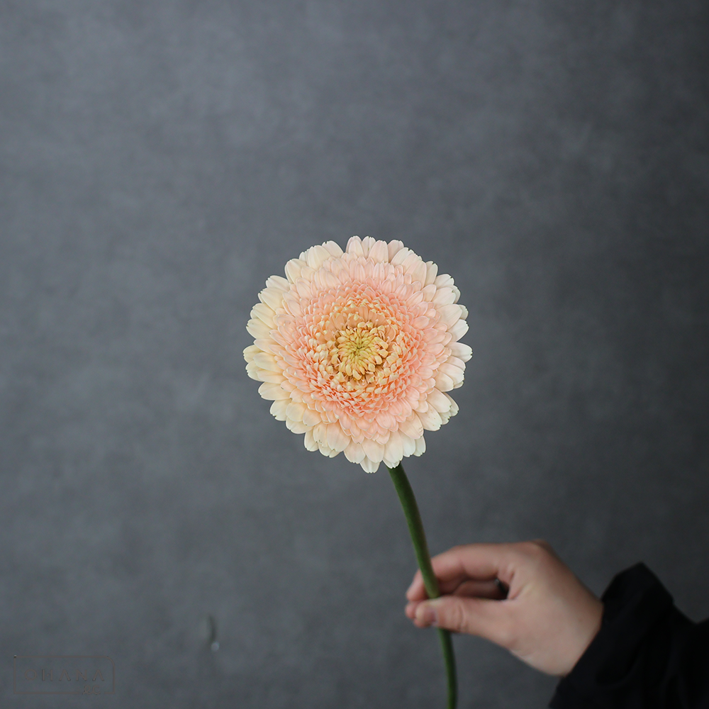 ガーベラ　テラマガ　秀 60-50cm