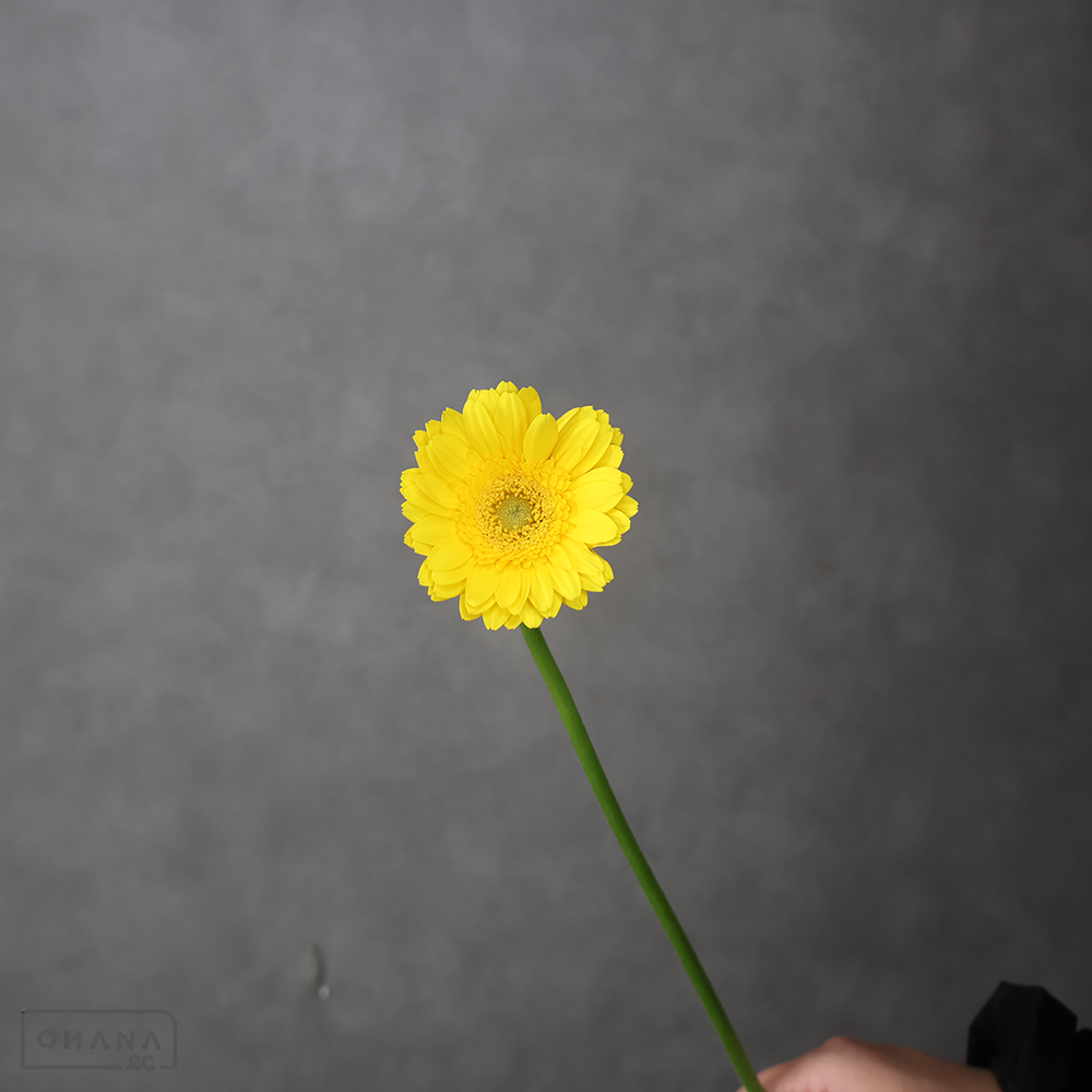 ガーベラ　サンデー　特級