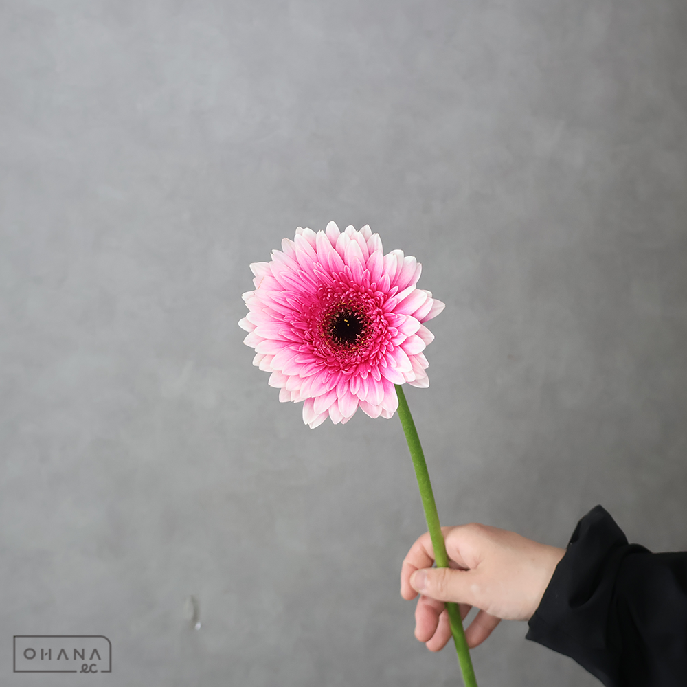 ガーベラ　クレヨン ※5本束　特級 (大輪）